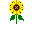 sunflower.png.cbd86936a270e515d5c7953eec45e425.png