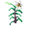 Lilyplant.png